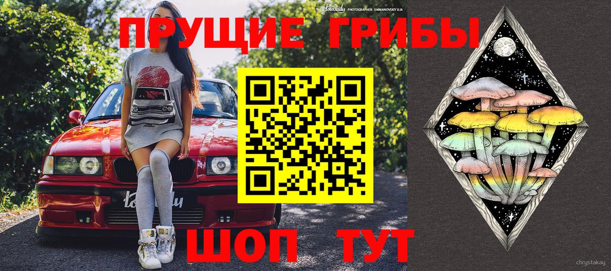 Елизово  Галлюциногенные грибы Psilocybine cubensis  Вход с VPN 